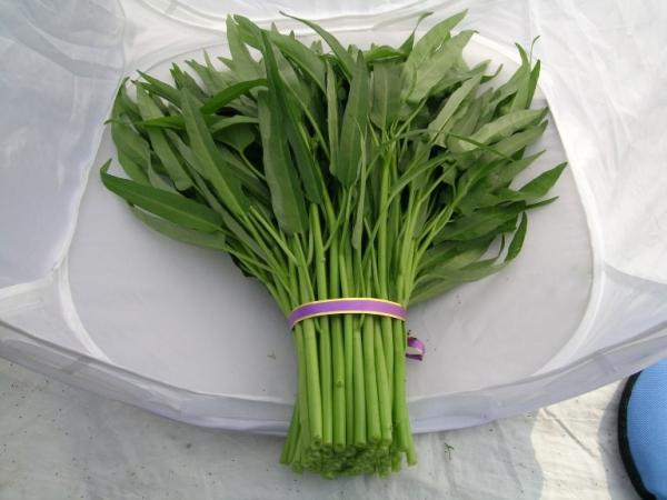 Yellow Green lance leaf water spinach seeds in Prostrate type