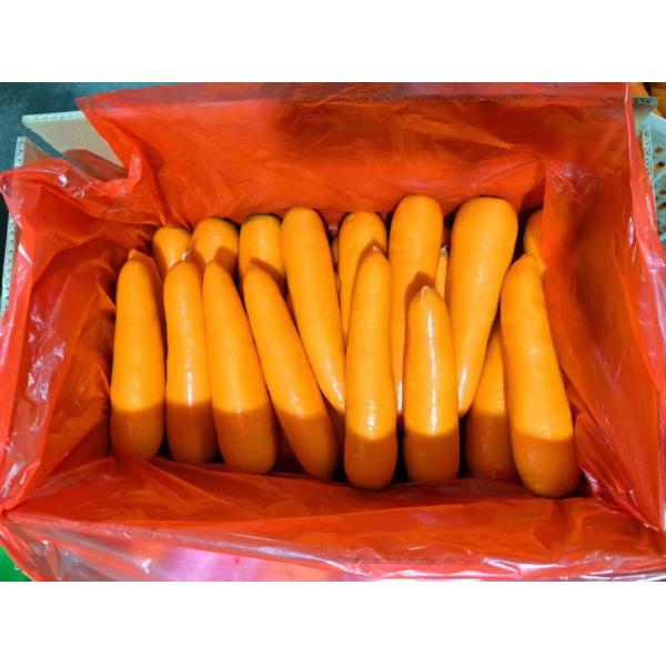 4 KG Natural Carrots Fresh Vegetables Umbelliferous Vegetabless