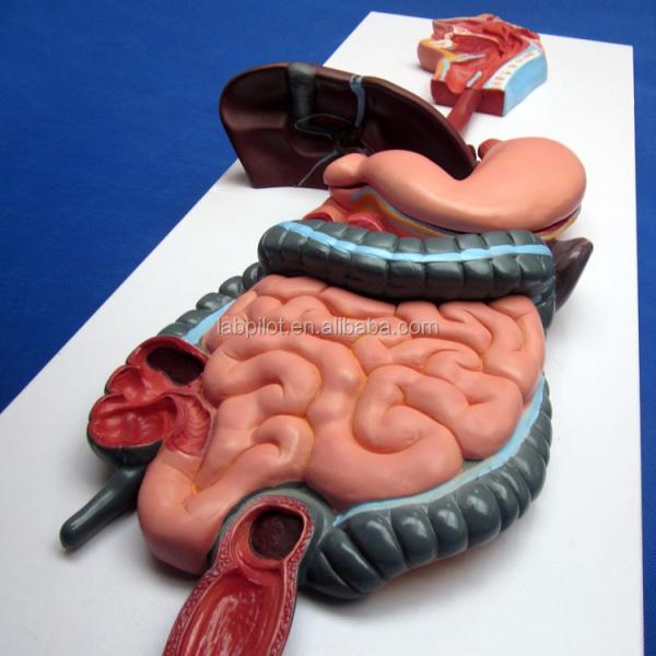 Anatomical Demonstration Relief Model of Human Digestive System for Medical Education