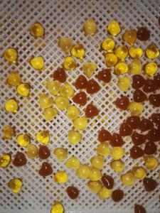 75 * 55 * 5cm環境の無毒乾燥するためのプラスチックPPEの皿