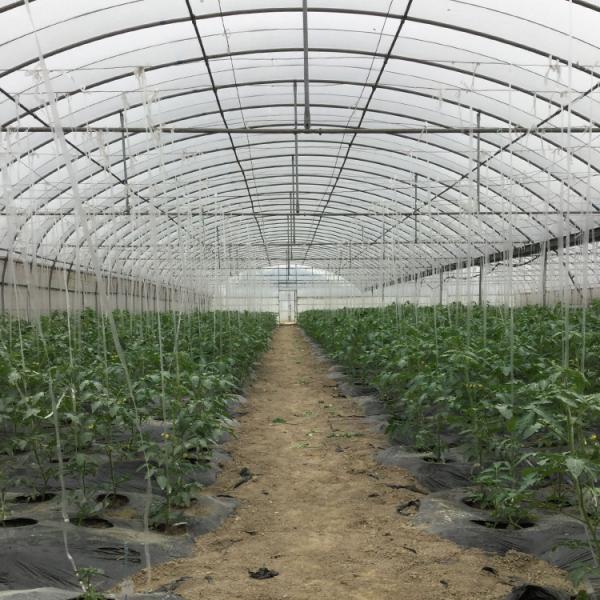 Multi Span Arch Plastic Film Greenhouse Tomato Strawberry Agricultural