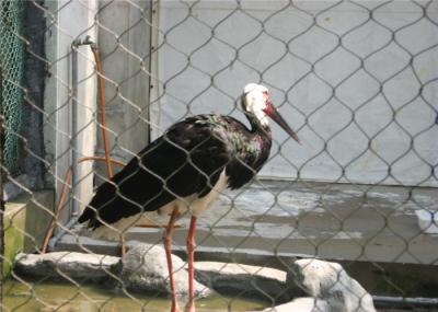 Versatile Stainless Steel Aviary Netting Corrosion Resistance Easy Maintenance