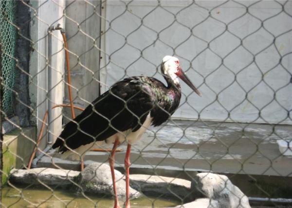 Versatile Stainless Steel Aviary Netting Corrosion Resistance Easy Maintenance