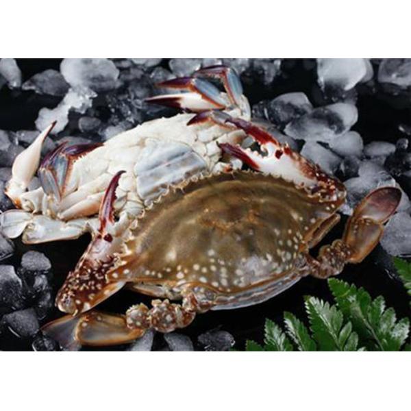 forzen blue swimming crab whole IQF fresh frozen sea food high quality HACCP to Korea Thailand