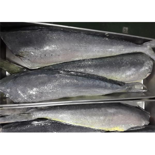 Тихий Океан замороженное Mahi Mahi Coryphaena Hippurus 2KG весь круглый