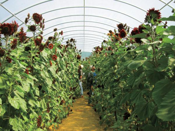 Galvanized Steel  Hoop Style Greenhouse , Vegetable Pe Film Greenhouse Side Height 1 / 2m