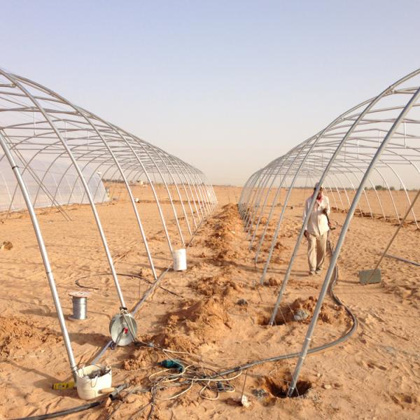 Сельскохозяйственная одноразовая теплица Цветы и овощи Полипленочная теплица