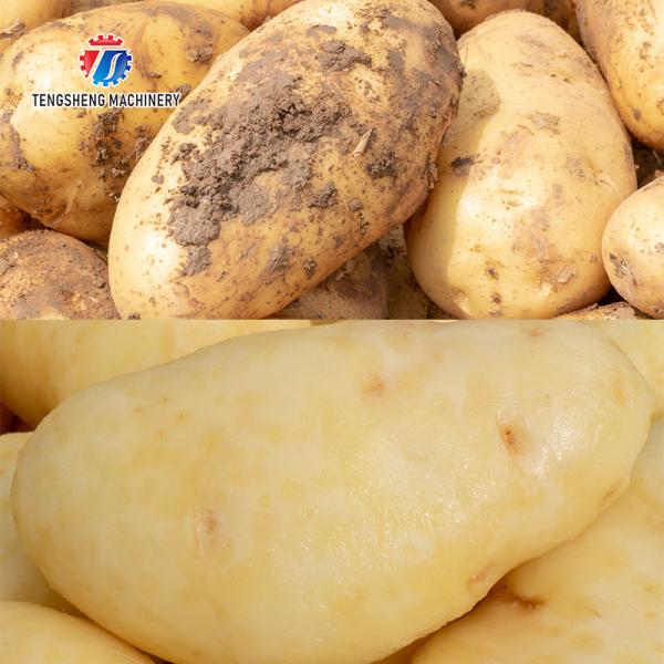 Filtros de limpeza do isolamento da batata da máquina da lavagem e de descascamento da batata de Tengsheng 3KW