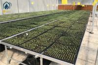 Serre Net galvanisé pour plantes d'intérieur Tables de culture banc à rouleaux Lit de semences de pépinière