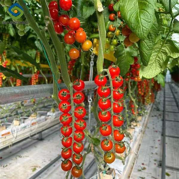 High Yield Large Vertical Hydroponic Greenhouse Soilless Cultivation