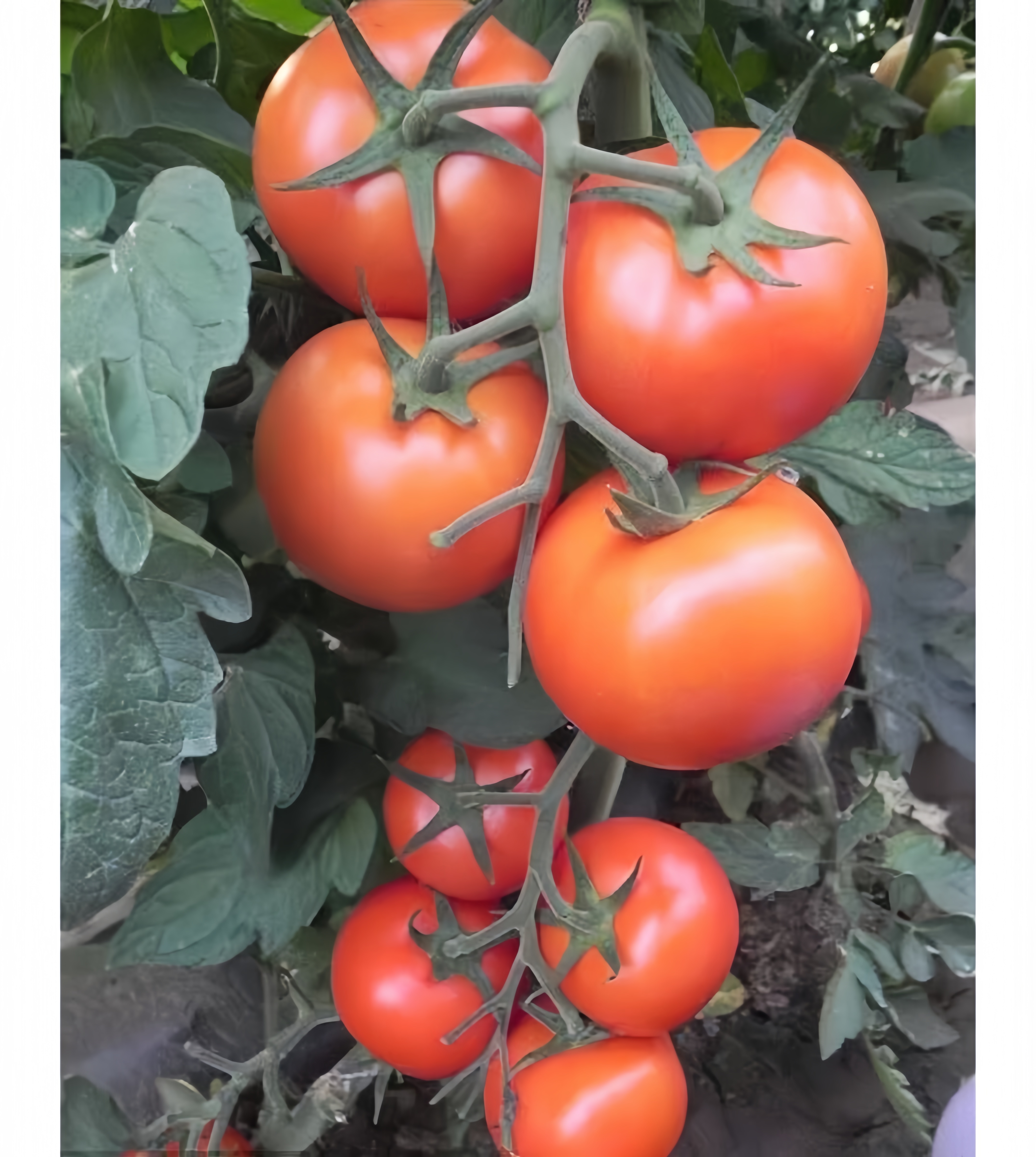 Lvliang No.1 Blight Resistance Red Indeterminate Tomato Seeds For Planting T56