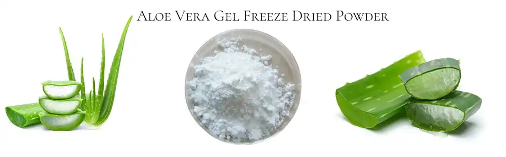 product-1-1 Aloe vera freeze-dried powder 100:1 200:1