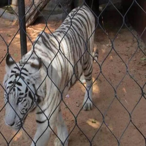 1*19 или 7x19 сетка конструкция гибкая нержавеющая сталь ограждение зоопарка сетка для безопасности