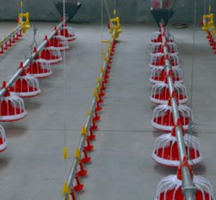 ABS Complete Auto 20kg Poultry House Equipment