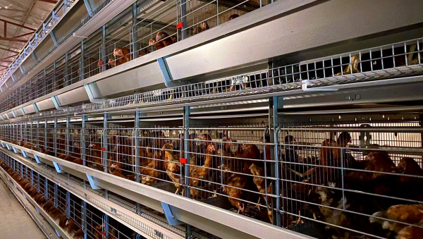 Modular H Type Chicken Egg Layer Cage with Hot-dipped Galvanization and Automatic Feeding System