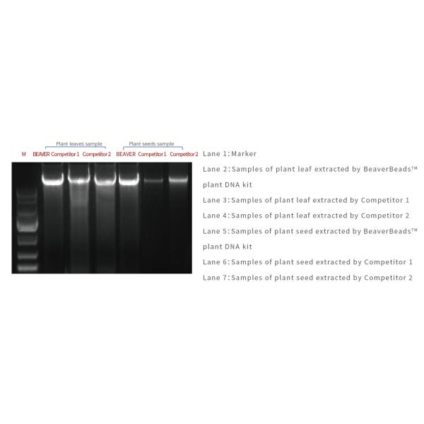 DNA Kit For Gene Breeding de la planta de 100 Rxns BeaverBeads