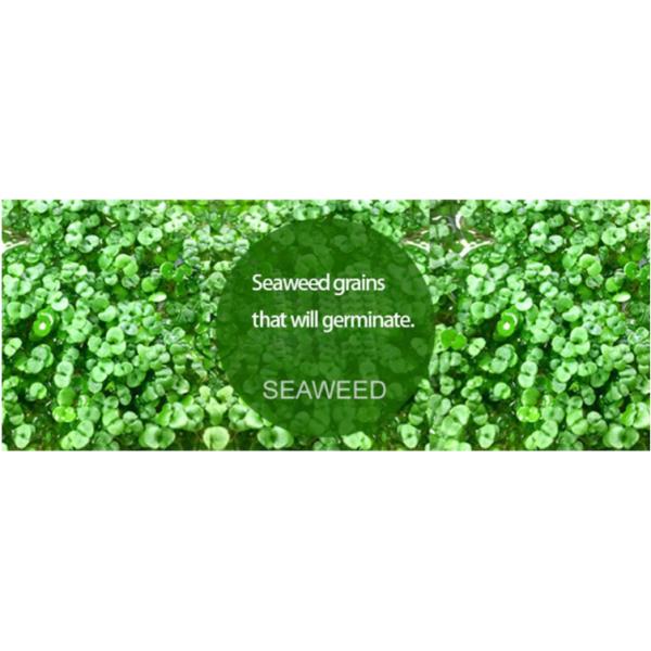 Водорослей коллагена 100% кожа маски глины чистых естественных лицевая забеливая маску морской водоросли