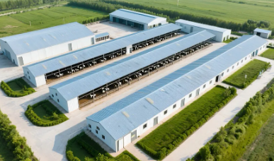 Quick Installation Prefab Steel Structure Cattle House with 30 Years Warranty and Bolt Connection