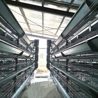Taille du système 1950x2300x1500mm de cage de poulet de batterie d'oiseaux de GV 90-384