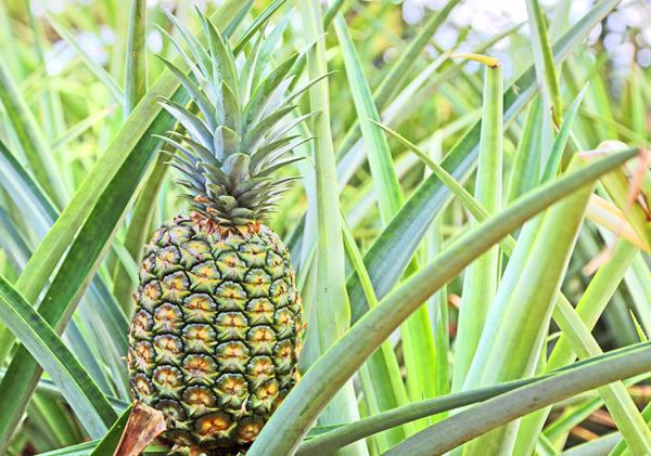 Water Soluble Protease Proteinase 2400GDU Bromelain Manufacturer Light Yellow Powder