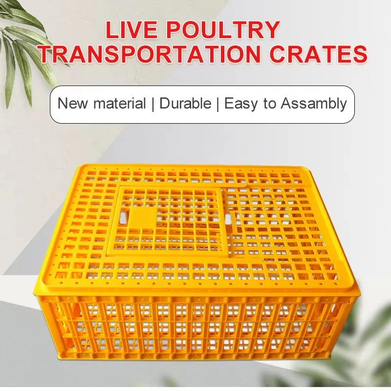 Heavy Duty Plastic Poultry Transport Crate Customizable Colors Sizes For Secure Delivery
