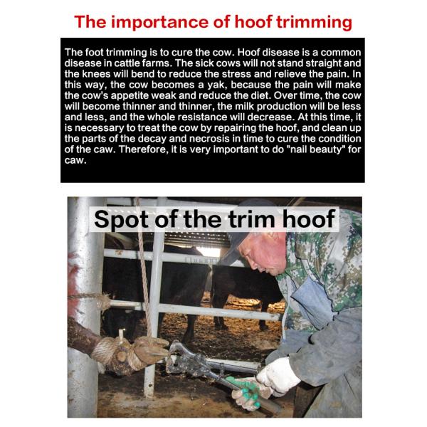 Животная сталь плоскогубцев 45# копыта обувая плоскогубцы для молочной коровы, длины 440мм