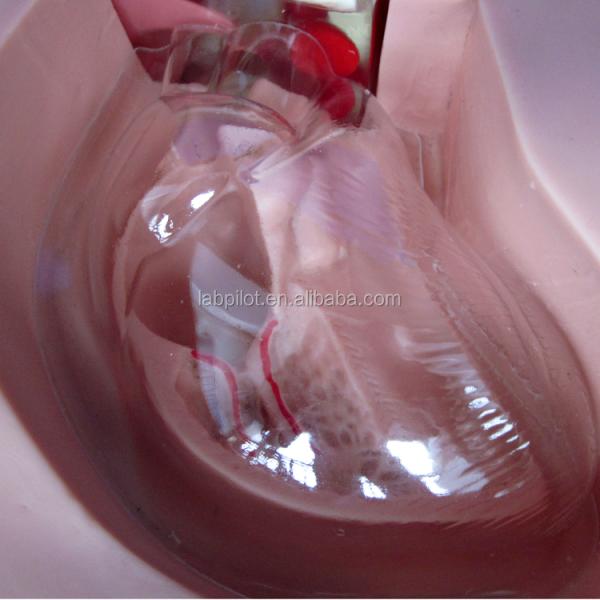 Clinical Nursing Training Models Advanced Nutrition Nursing Manikin with Heart and Vein