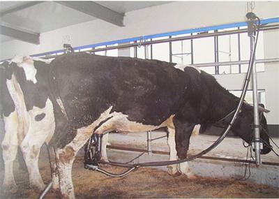 380 Volt 50Hz High Quality Pipeline Milking Parlor System with Milk Receiver Group