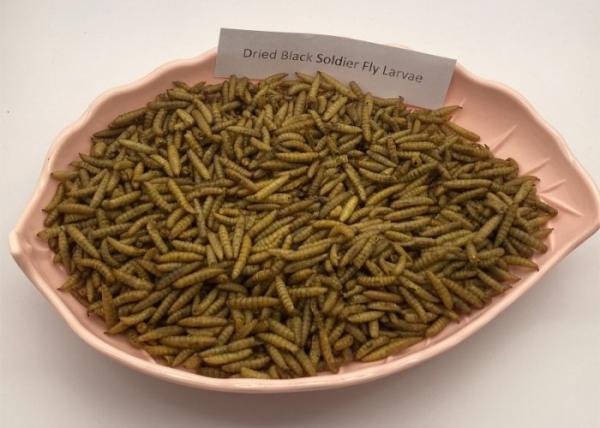 Yellow Dried BSF Larvae - Suitable for Storage Cool And Dry Place