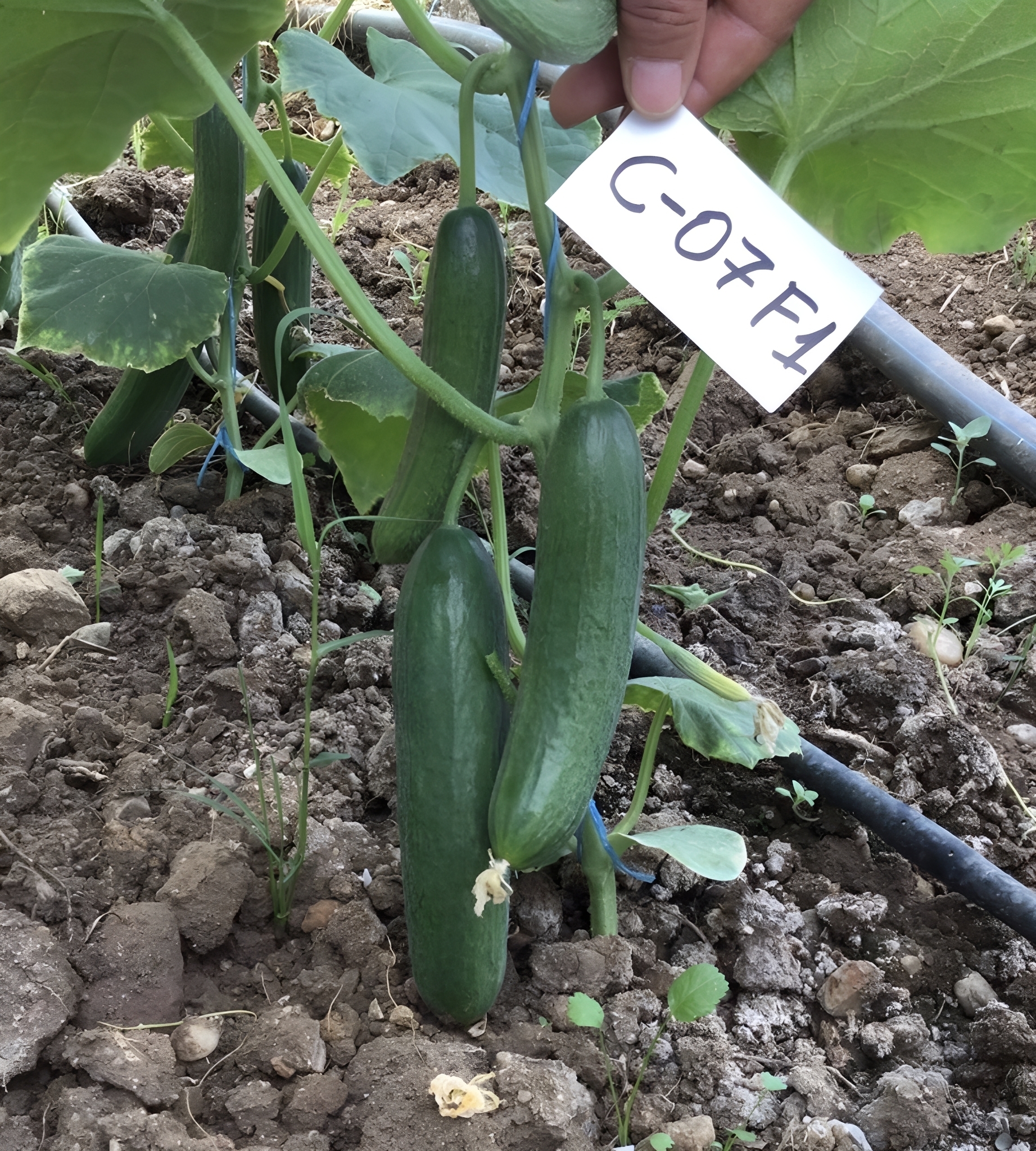 Zhenna Parthenocarpy Long Green Greenhouse Cucumber Seeds Mildew Resistance CU07