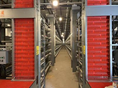 Several Tiers Automatic Chicken Cage Layer Farming High Corrosion Resisten