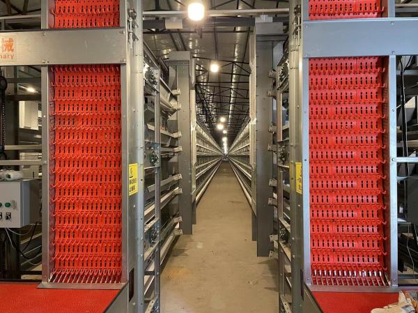 Several Tiers Automatic Chicken Cage Layer Farming High Corrosion Resisten