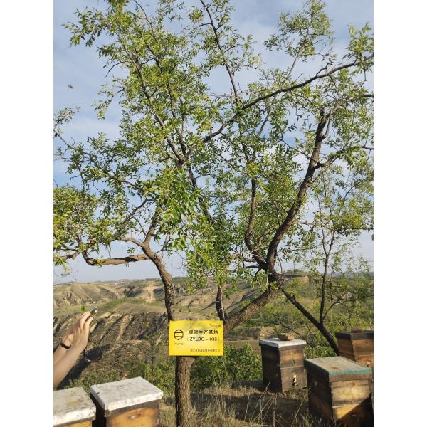 L'étoile d'abeille 100% miel de chêne naturel miel brut pur miel biologique miel d'abeille naturel