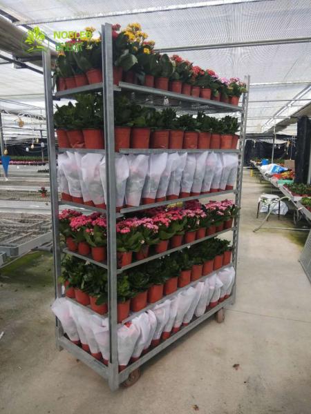 Plante a capacidade de carga holandesa do carro 400KG da ferramenta de jardim da madeira compensada do centímetro cúbico do trole da flor
