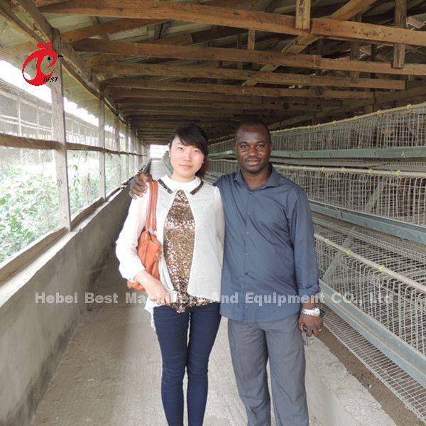 80-100 Kg H Type Automatic Layer Cage System with 450 Cm2 Area/Bird Rose