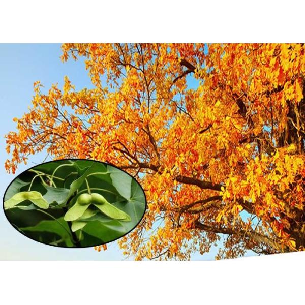 Nerve Acid Cold Pressed Organic Maple Seed Extract Oil