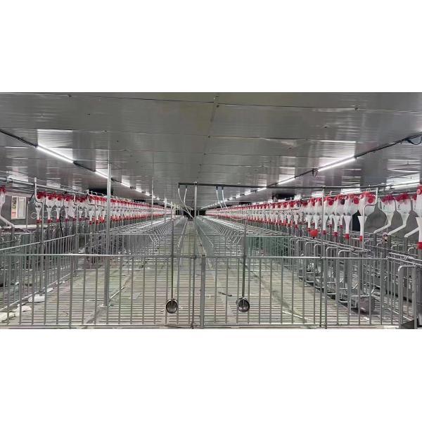 Hot Dip Galvanized Steel Back Up Gestation Pens For Sows