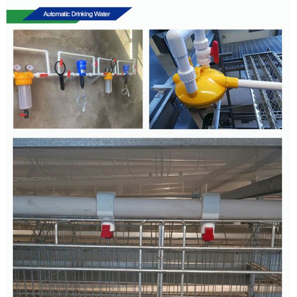 Automatic Poultry Equipment with Hot-dip Galvanized Steel for 50-Year Service Life and Customized Dimensions