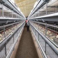 Husbandry Livestock 3 Tier Chicken Cage , HDG 125kgs 208 Broiler Farm Equipment