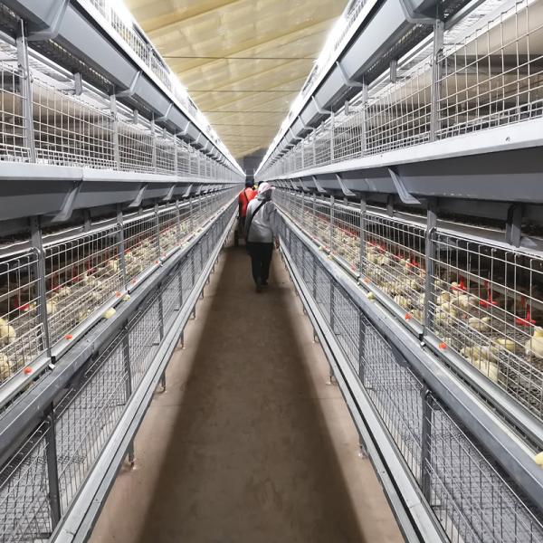 Poultry Farm Broiler Chicken Cage Galvanized Steel Automatic H Type Q235A