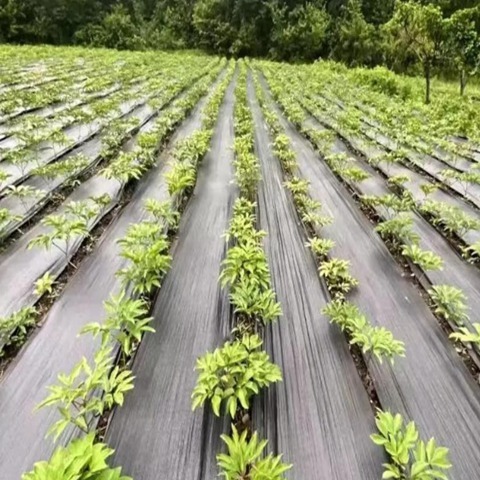 Eco Friendly PE Material Weed Barrier Fabric For 5 Years