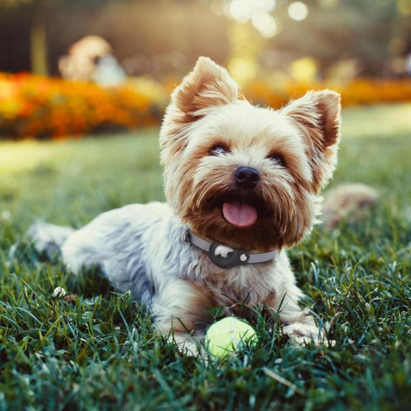 Adjustable GPS AirTag Dog Collar Small Animals Dog Collar With Airtag Holder