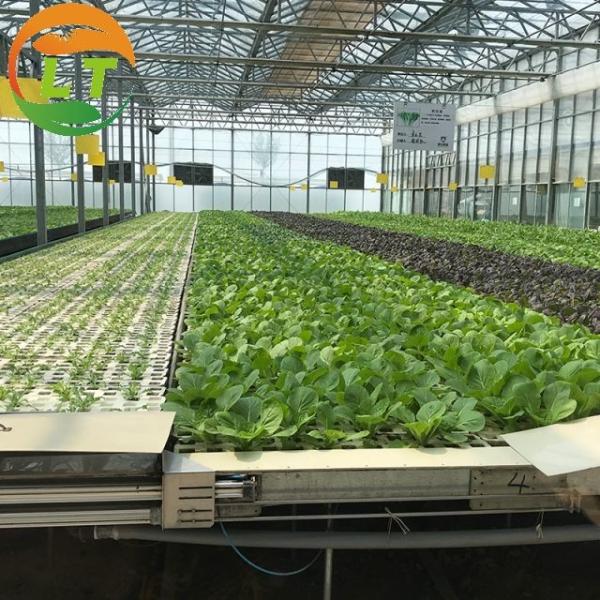 Stable Structure Glass Greenhouse for Growing Vegetables Tomato Skeleton Greenhouse