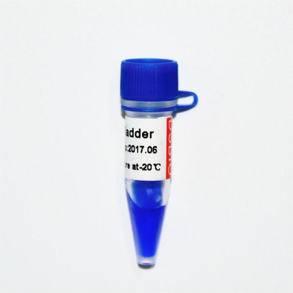 Classic DNA Marker Electrophoresis 500bp Ladder GDSBio