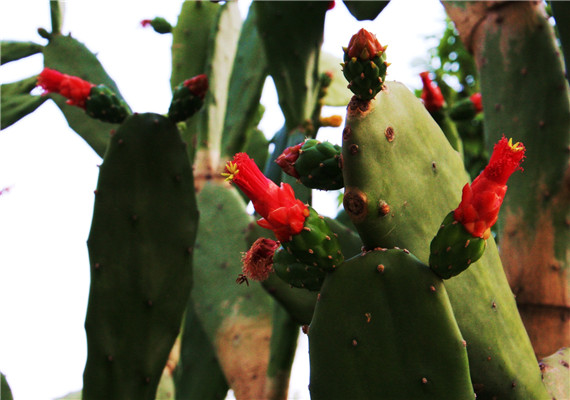 Phamaceutical Ingredient High Quality Low Price Loss Weight Product Cactus Flower Extract