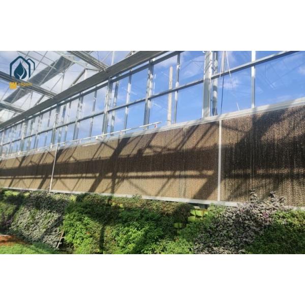 Turnkey Multi Span Greenhouses Agricultural Tomato Plant Greenhouse Large Size