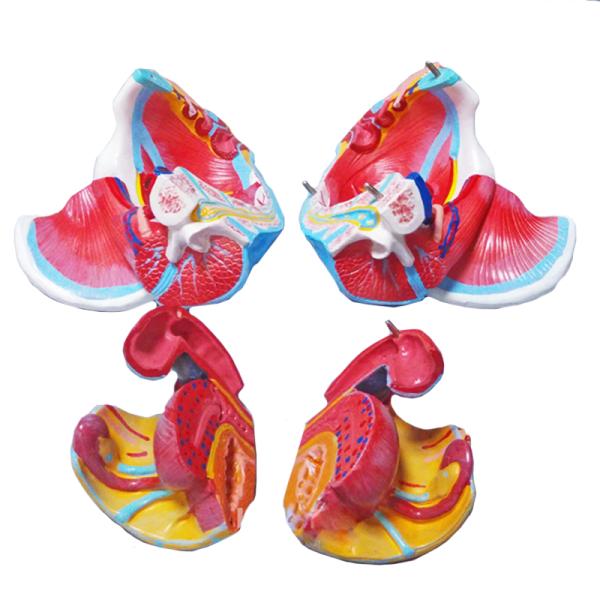 Training 20cm Female Pelvic Anatomy Model With Genital Vascular Nerve