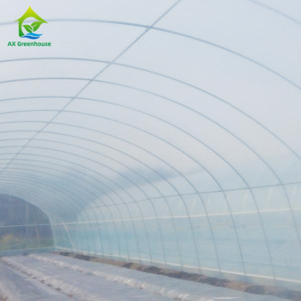 150 Micro Strawberry Greenhouse Cover Materials 88% Transmittance PE Plastic Film