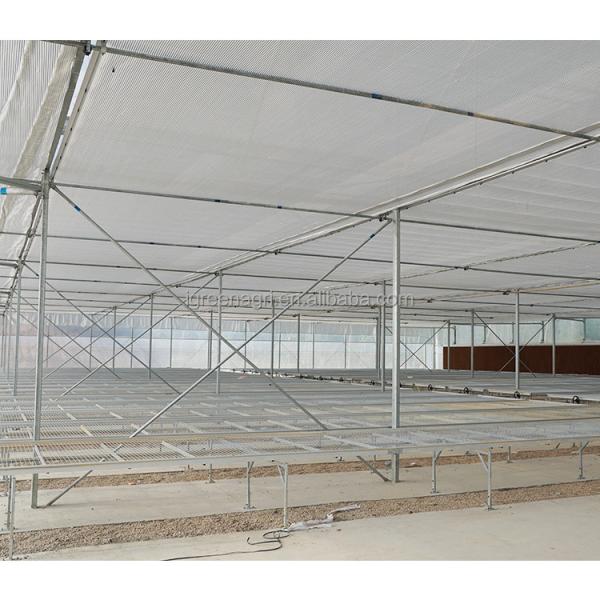 Tomato Growing Agricultural Equipment Roof Vent Free Multi Span Greenhouse