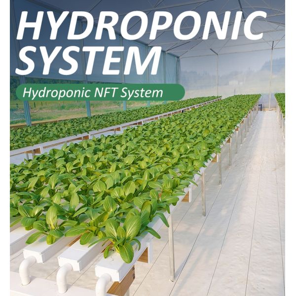 Vertical Soilless Cultivation Planting Lettuce Hydroponic System Indoor Ebb Flow Hydroponics Growing System